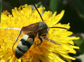 Campsomeris plumipes
